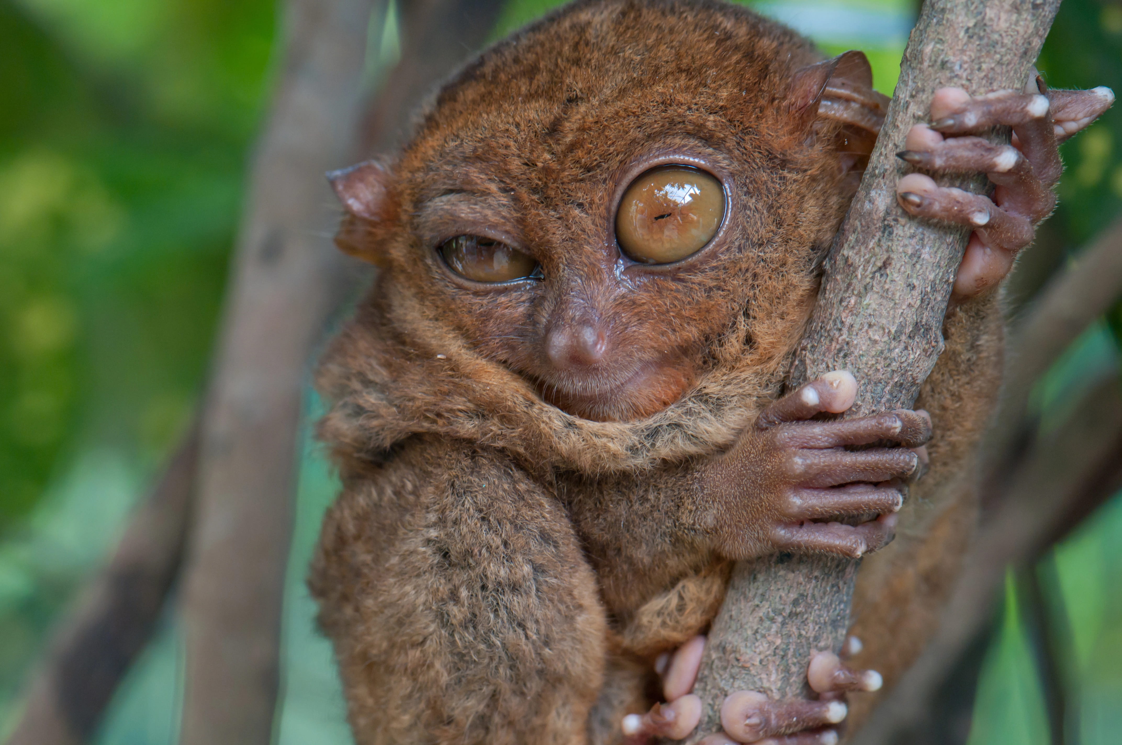 Filipiny - rajska podróż wyrak tarsier(3).jpg